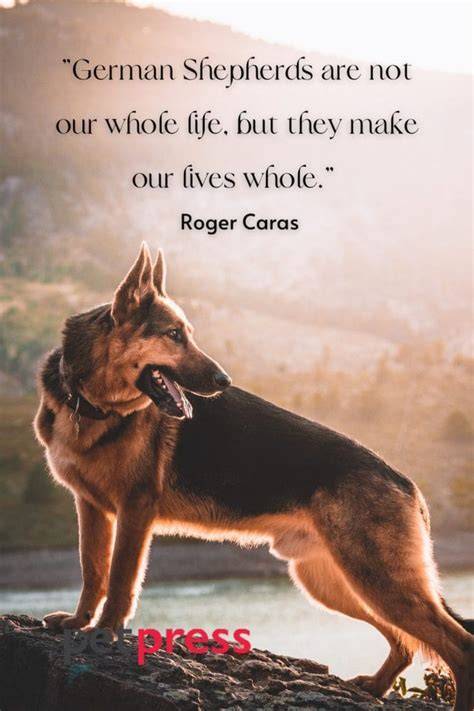German Shepherd Dog Quotes