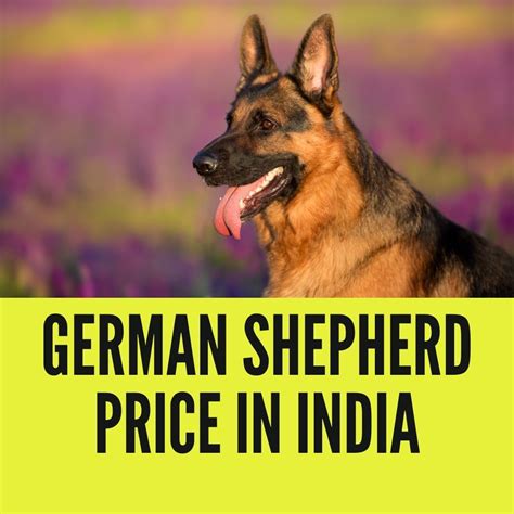 German Shepherd Dog Rate In India