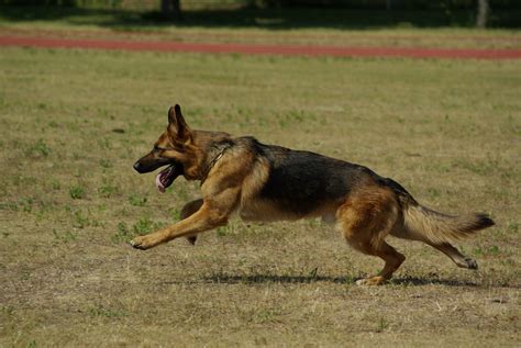 German Shepherd Dog Running Speed