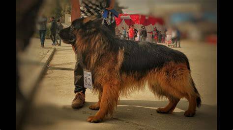 German Shepherd Dog Show 2018
