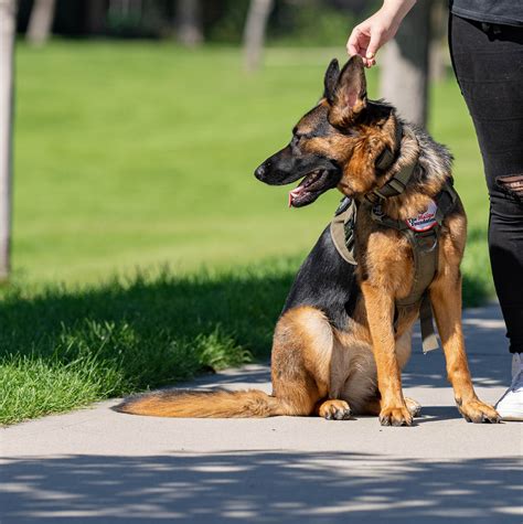 German Shepherd Dog Training Videos