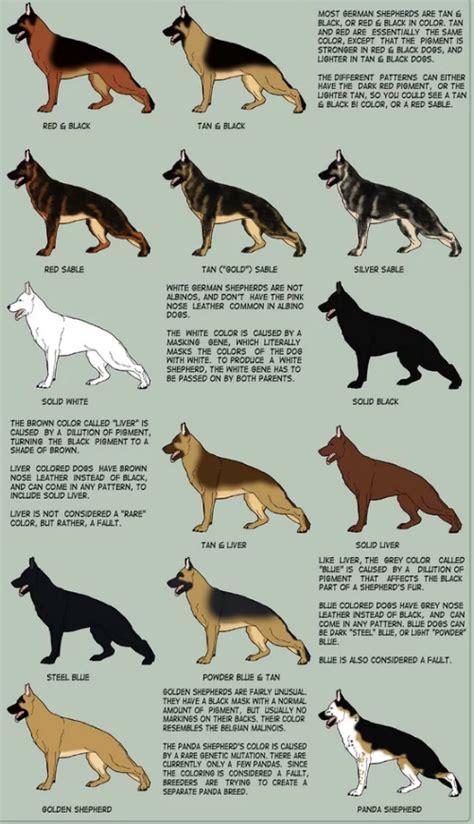 German Shepherd Dog Traits
