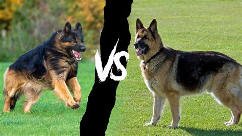 German Shepherd Dog V