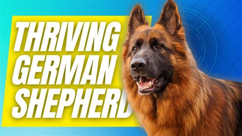 German Shepherd Dog Videos Youtube