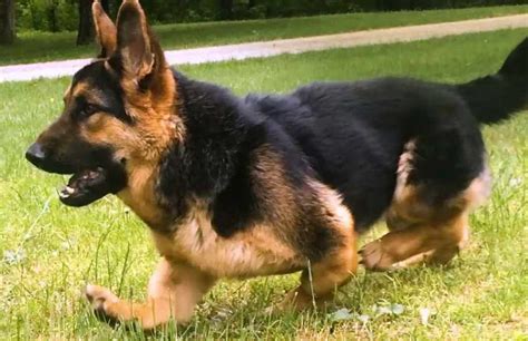 German Shepherd Dog With Dwarfism