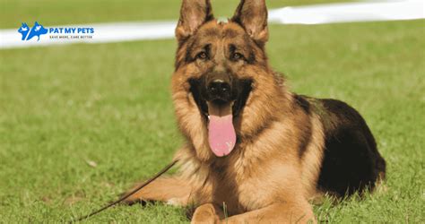 German Shepherd Dog With Price