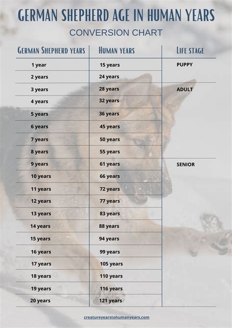 German Shepherd Dog Years