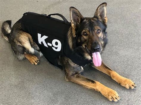 German Shepherd K9 Dogs