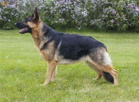 Male German Shepherd Names Your Boy Puppy Will Love