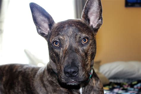 German Shepherd Pitbull Mix For Sale Near Me