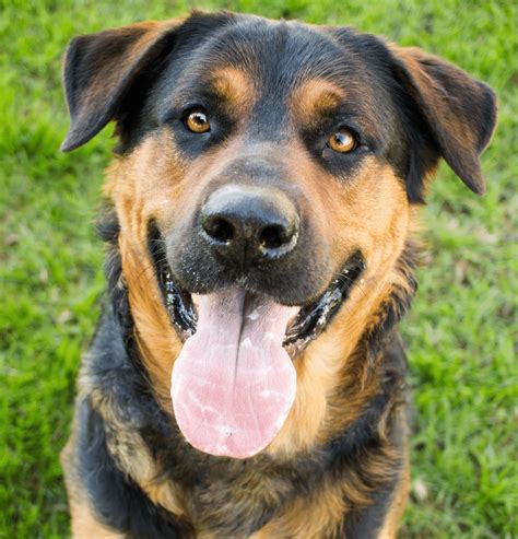 German Shepherd Rottweiler Mix Pictures: A Unique And Beautiful Mix
