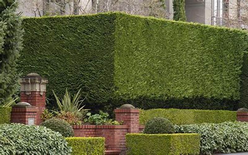 Get Ultimate Privacy: The Power Of Privacy Bushes Fence 🌳🚪