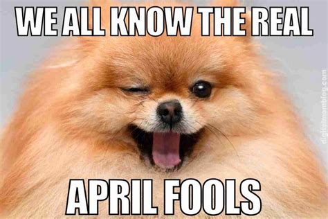 Get Inspired For April Fools Dog Jokes
