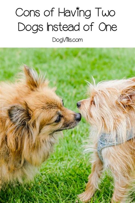 Get Inspired For Are Two Dogs Easier Than One