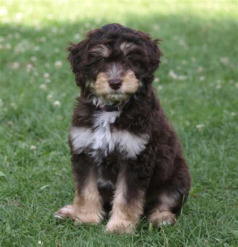 Get Inspired For Australian Shepadoodle