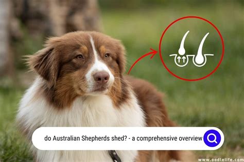 Get Inspired For Australian Shepherd Shedding