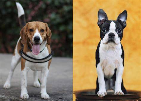 Get Inspired For Beagle Mix Boston Terrier