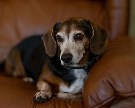 Get Inspired For Beagle Mix Dachshund