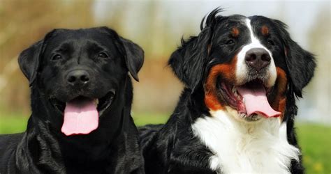 Get Inspired For Bernese Mountain Dog Mix With Lab
