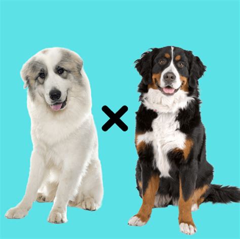 Get Inspired For Bernese Pyrenees Mix