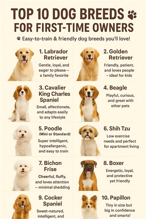Get Inspired For Best Dog Breeds First Time Owners