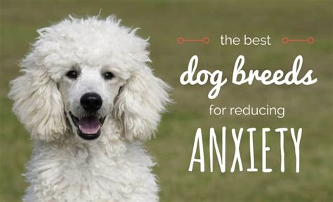 Get Inspired For Best Dogs For Anxiety