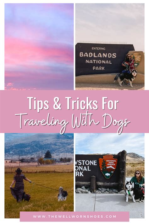 Get Inspired For Best Dogs For Travel