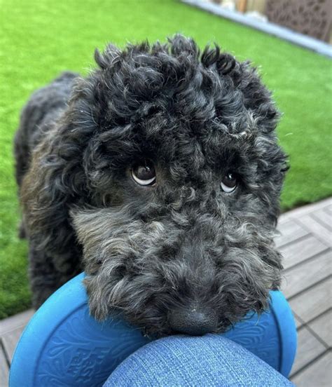 Get Inspired For Black Doodles Dogs