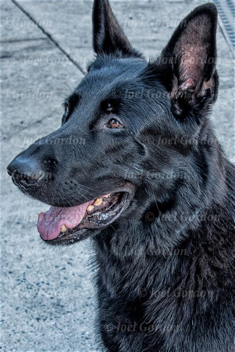 Get Inspired For Black Shepherd