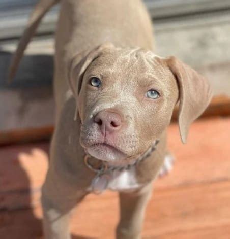 Get Inspired For Blue Fawn Pit