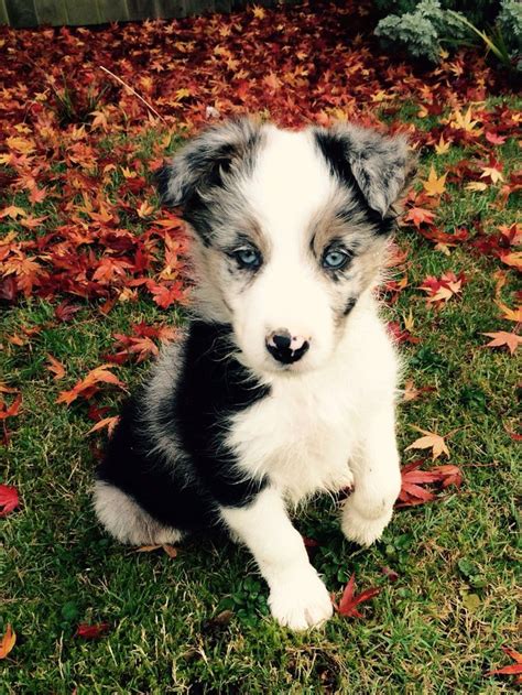 Get Inspired For Blue Merle Border Collie Puppy