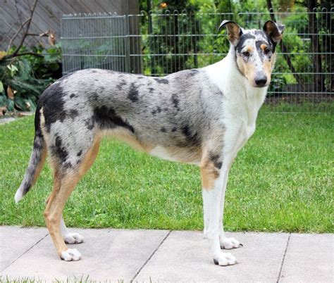 Get Inspired For Blue Merle Smooth Collie
