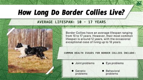 Get Inspired For Border Collie Age Progression