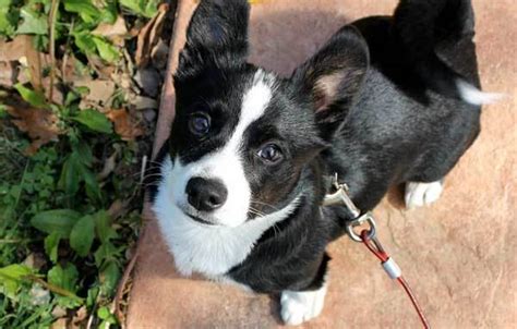 Get Inspired For Boston Terrier Corgi Mix