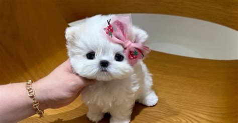 Get Inspired For Breeding Teacup Puppies