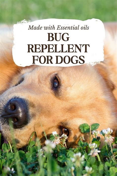 Get Inspired For Bug Spray Dogs