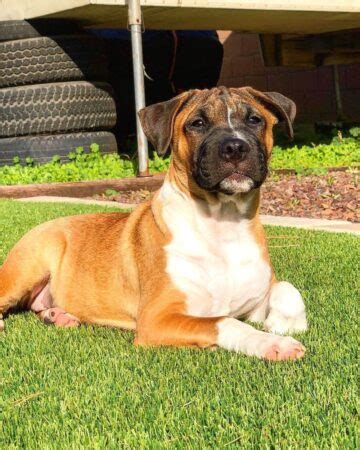 Get Inspired For Bull Terrier Pug Mix
