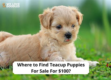 Get Inspired For Cheap Teacup Dogs