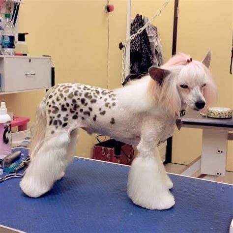 Get Inspired For Chinese Crested Powder Puff Grooming