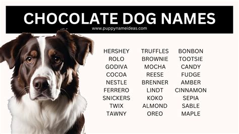 Get Inspired For Chocolate Dog Names Female