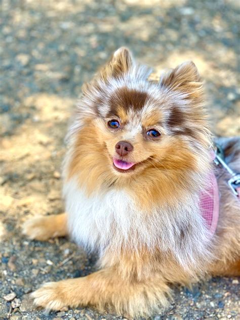 Get Inspired For Chocolate Merle Pomeranian