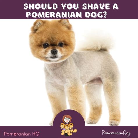 Get Inspired For Clipped Pomeranian