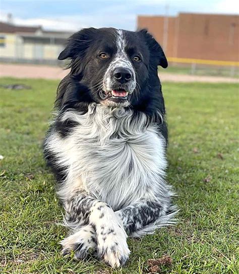 Get Inspired For Collie Mix