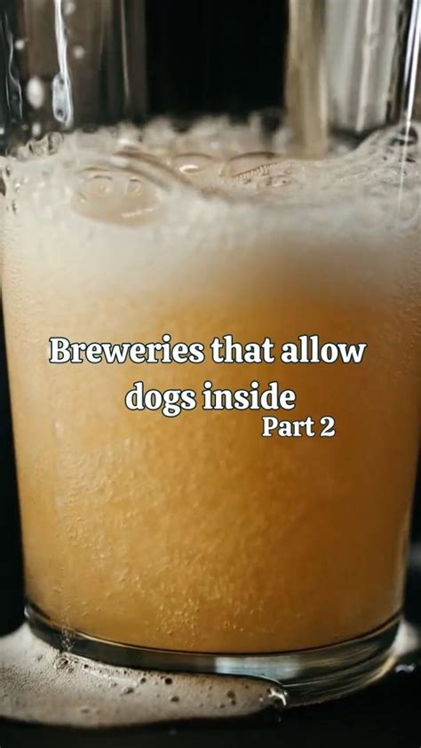 Get Inspired For Colorado Breweries That Welcome Dogs Inside