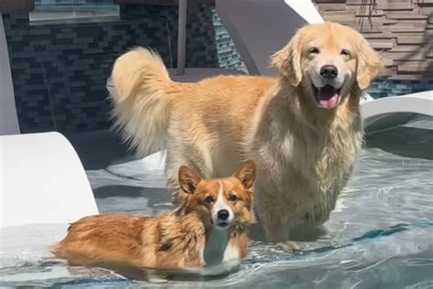 Get Inspired For Corgi Golden Retriever