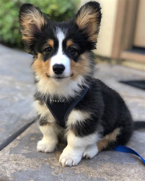 Get Inspired For Corgi Mix Puppies