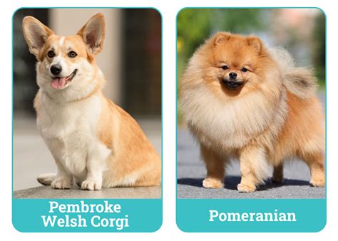 Get Inspired For Corgi Pomeranian