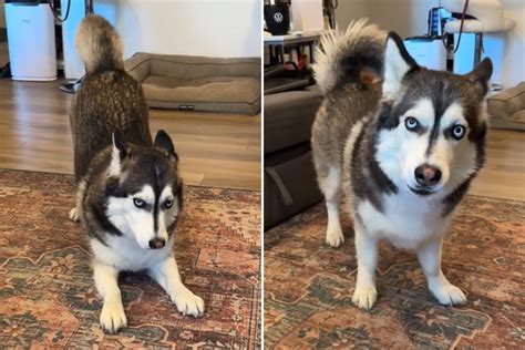 Get Inspired For Corgi X Husky
