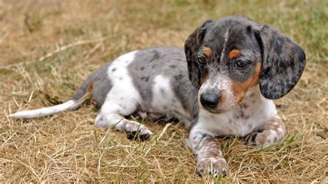 Get Inspired For Dachshund Colors Dapple