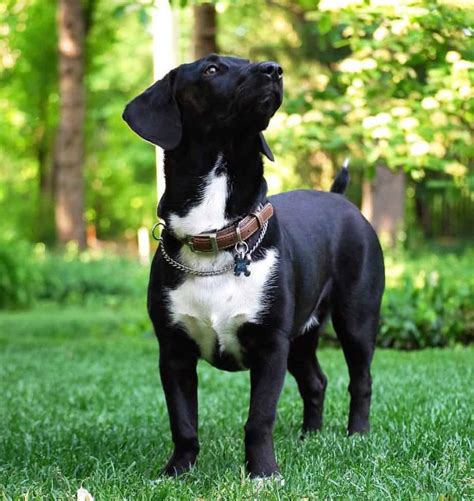 Get Inspired For Dachshund Mixed With Lab